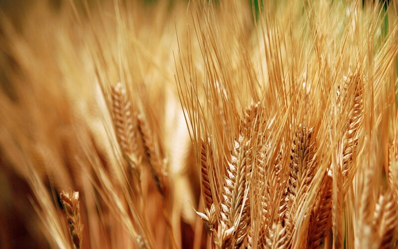 Golden wheat field