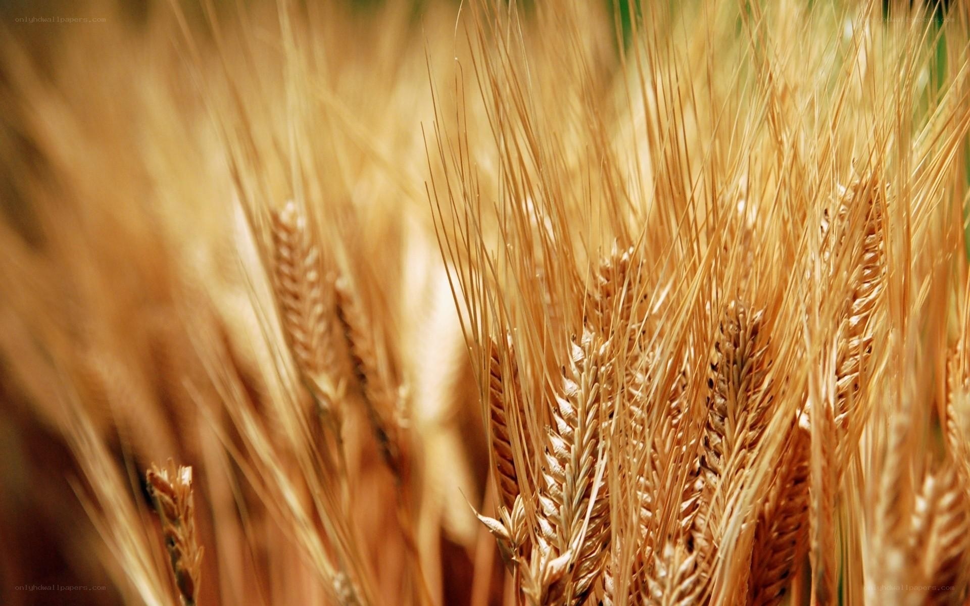 Golden wheat field