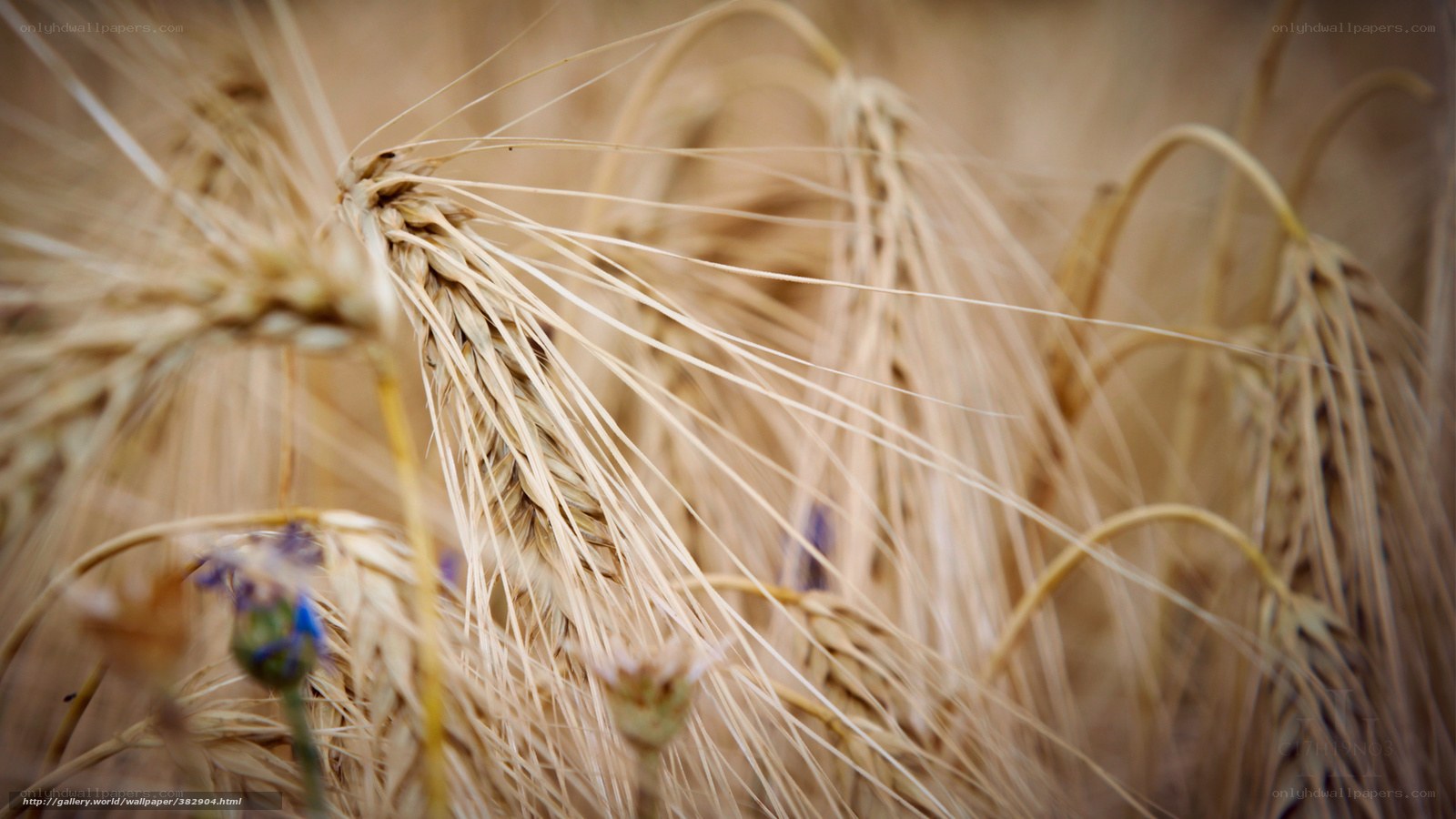 Golden wheat field