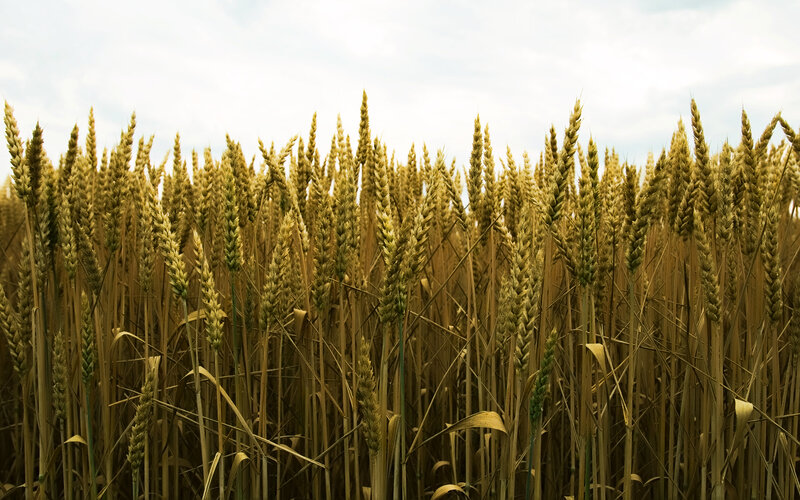 golden wheat field
