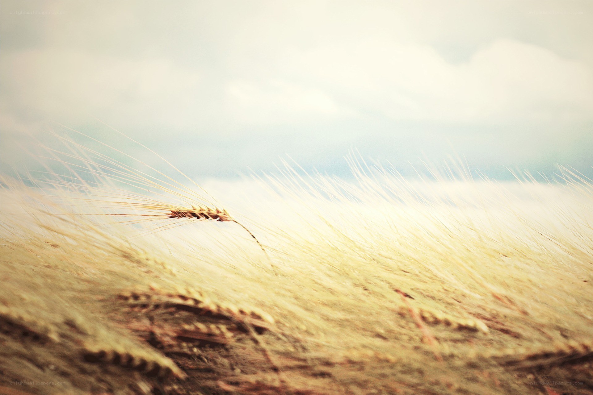 Golden wheat field