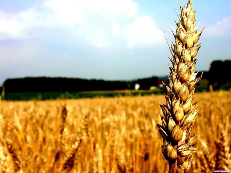 Golden wheat field