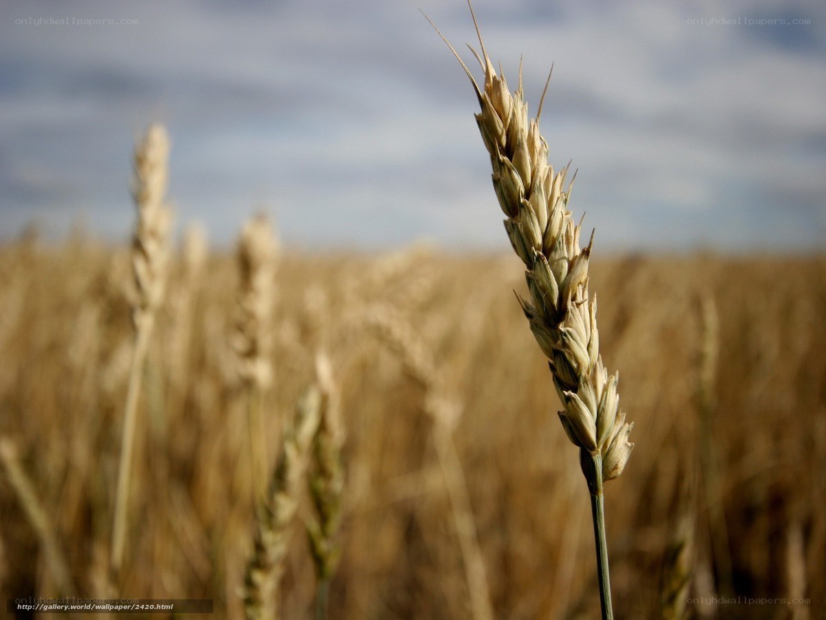 Golden wheat field