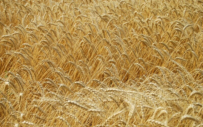 Golden wheat field