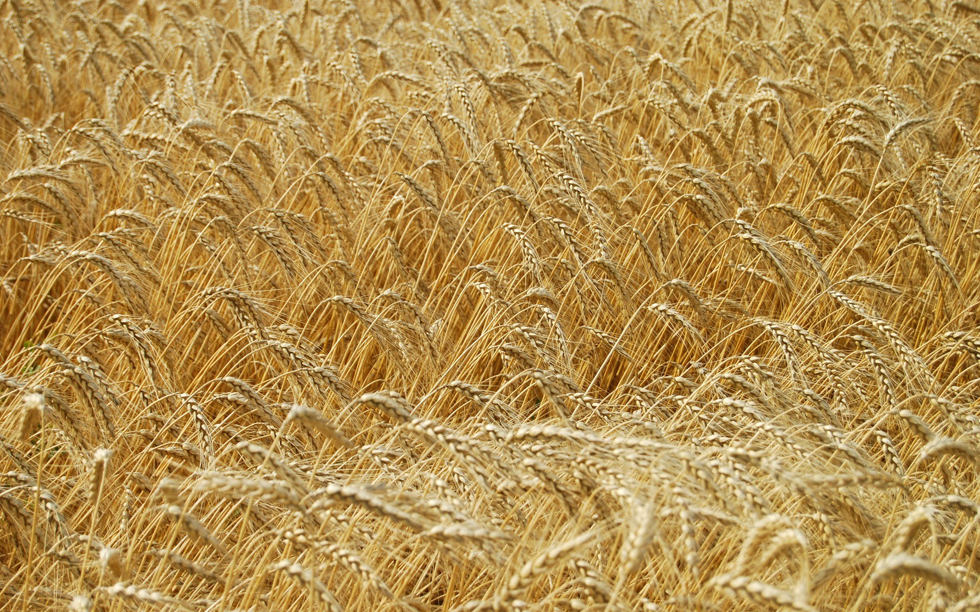 Golden wheat field