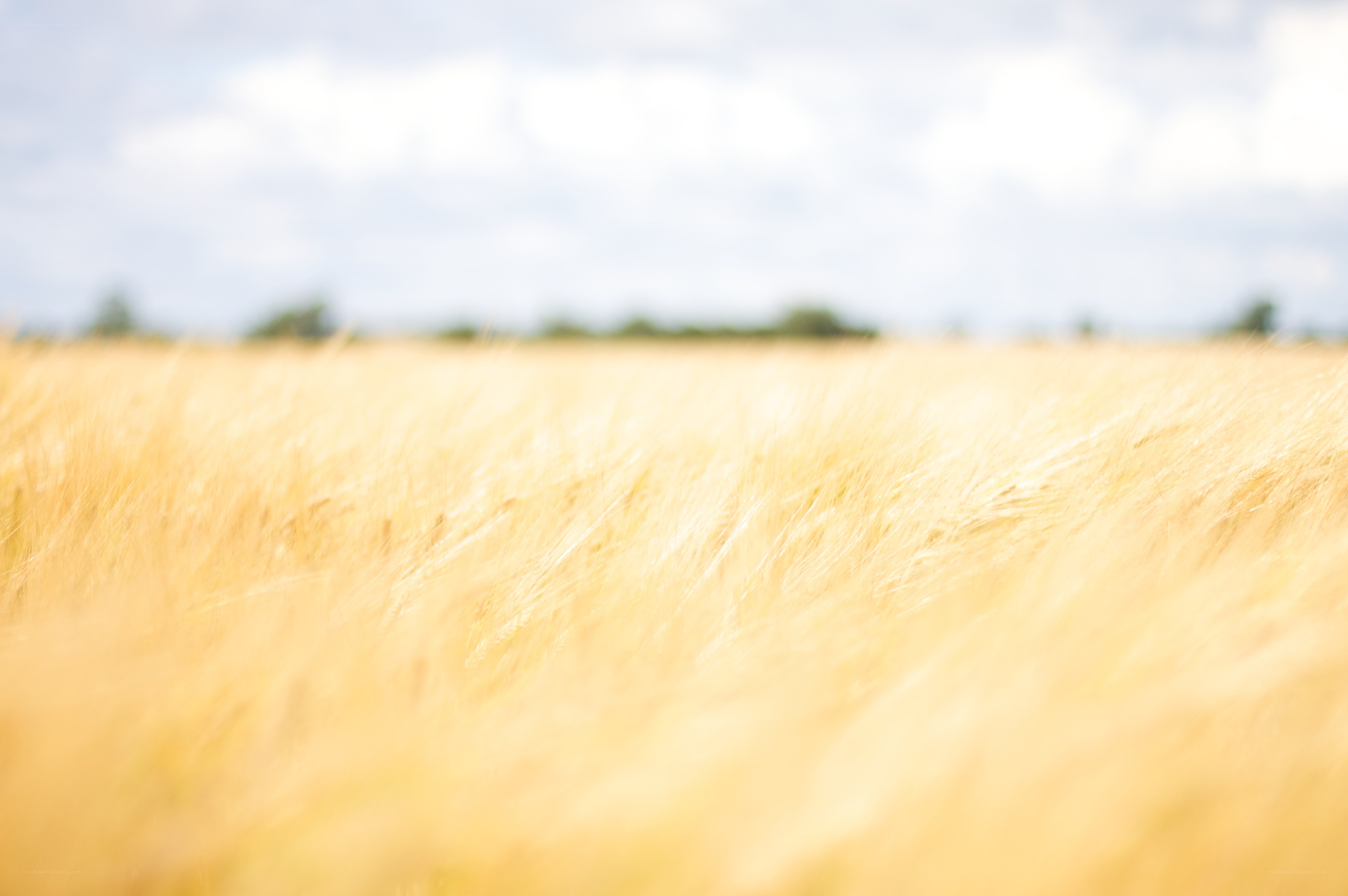 Golden wheat field