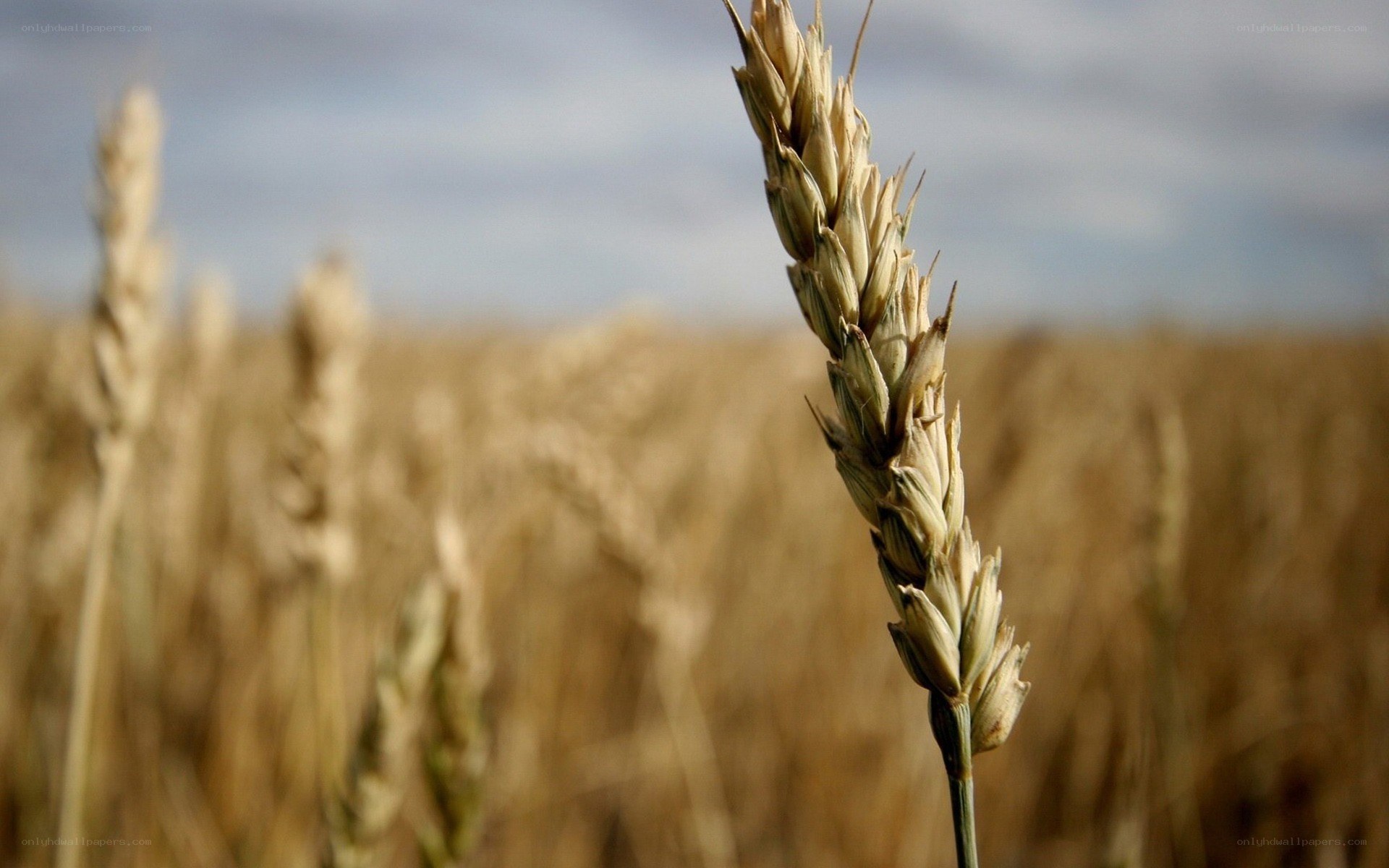 Golden wheat field