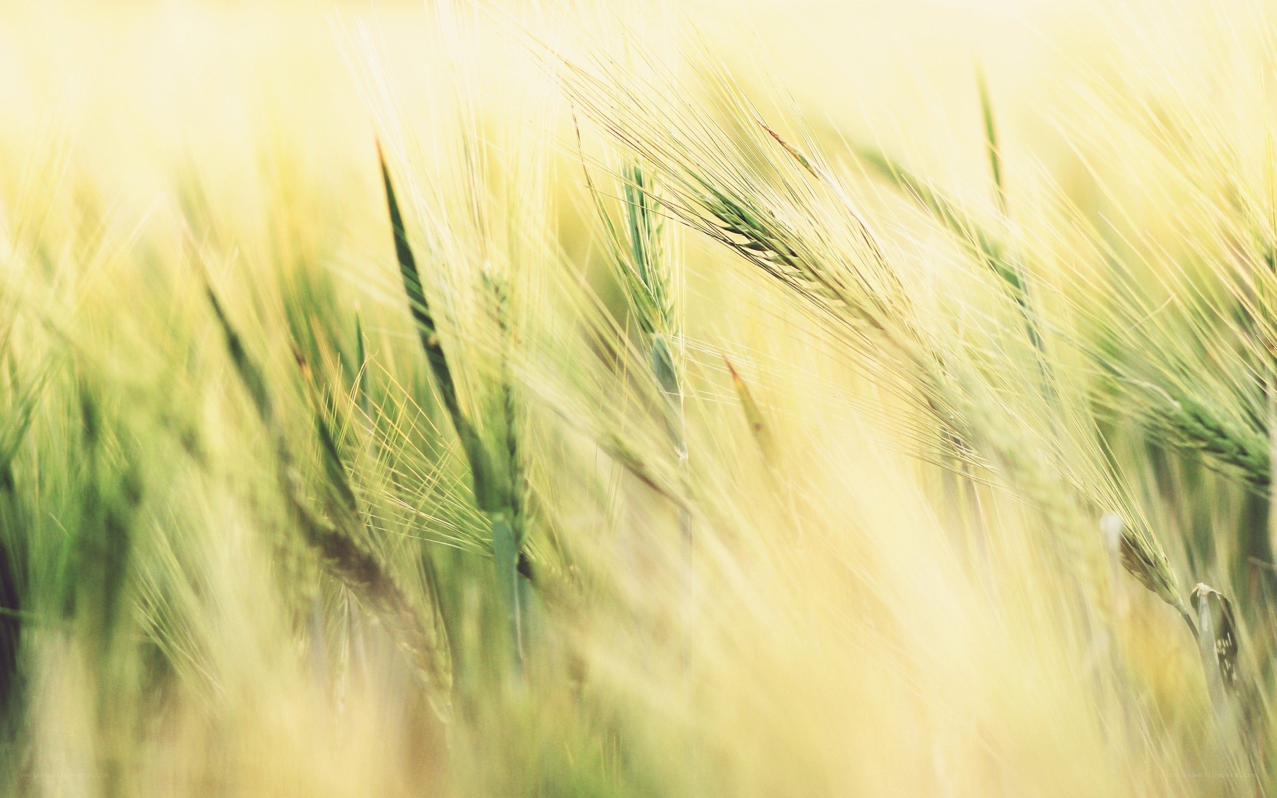 golden wheat field
