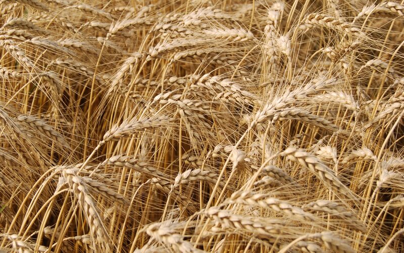 golden wheat field