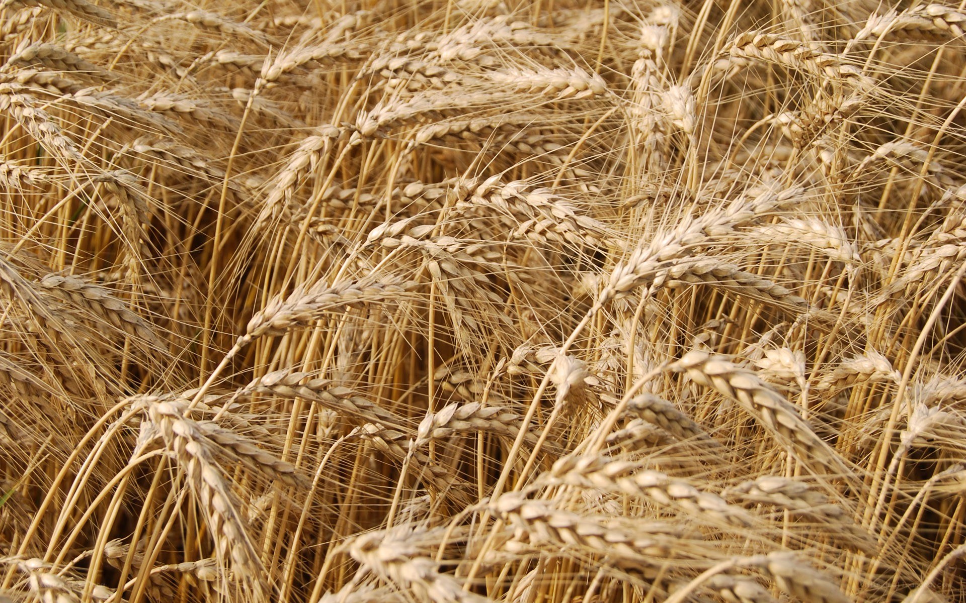 golden wheat field