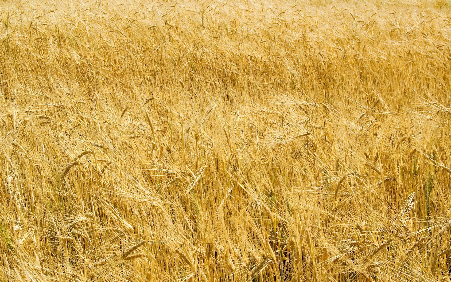 Golden wheat field