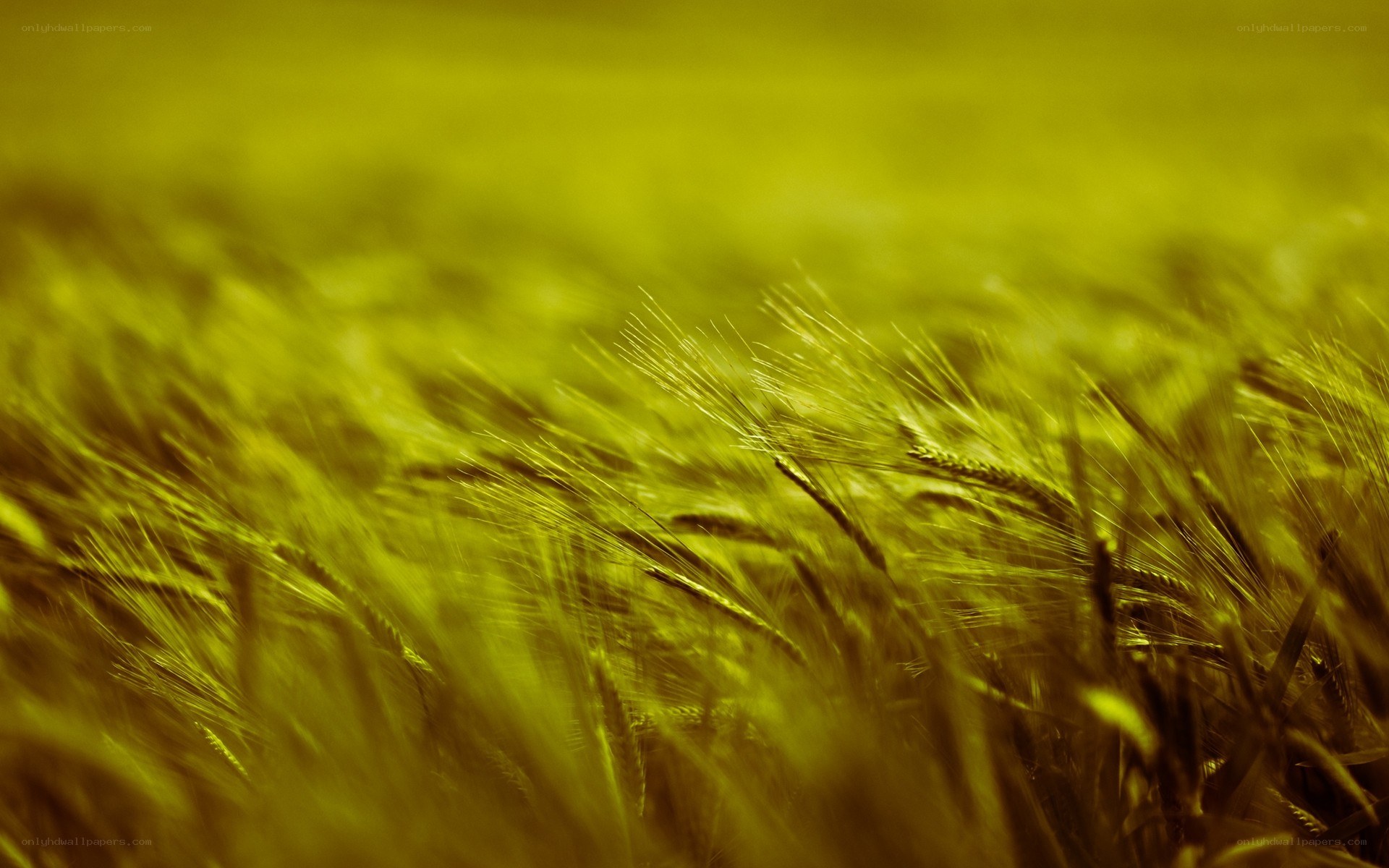 golden wheat field