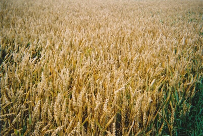 Golden wheat field