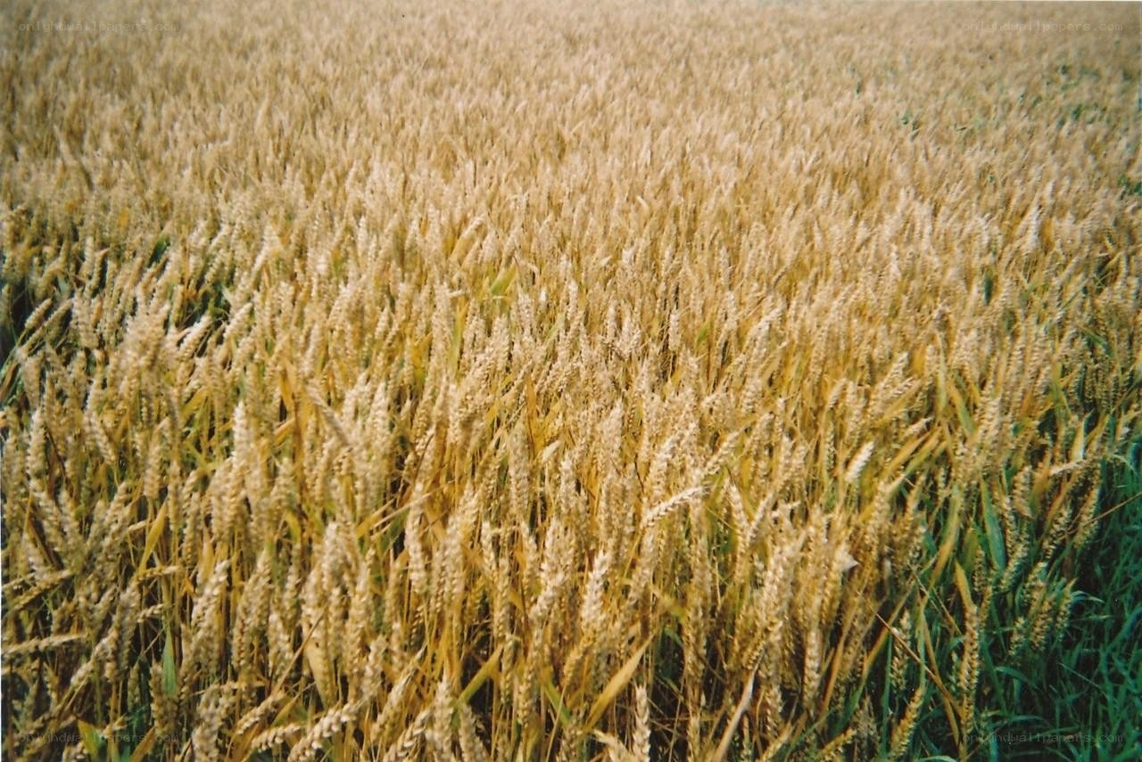 Golden wheat field