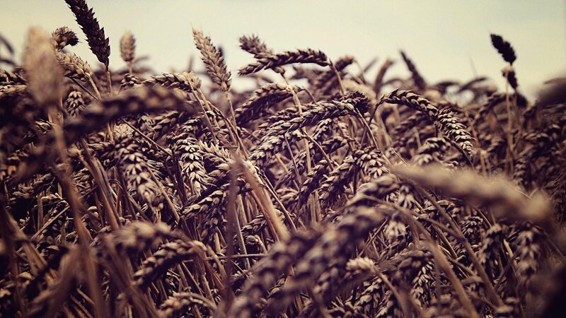 golden wheat field