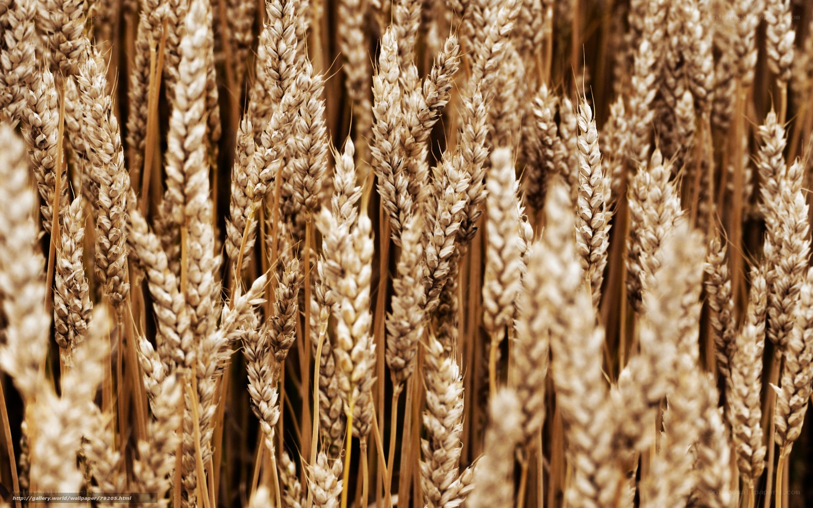 Golden wheat field