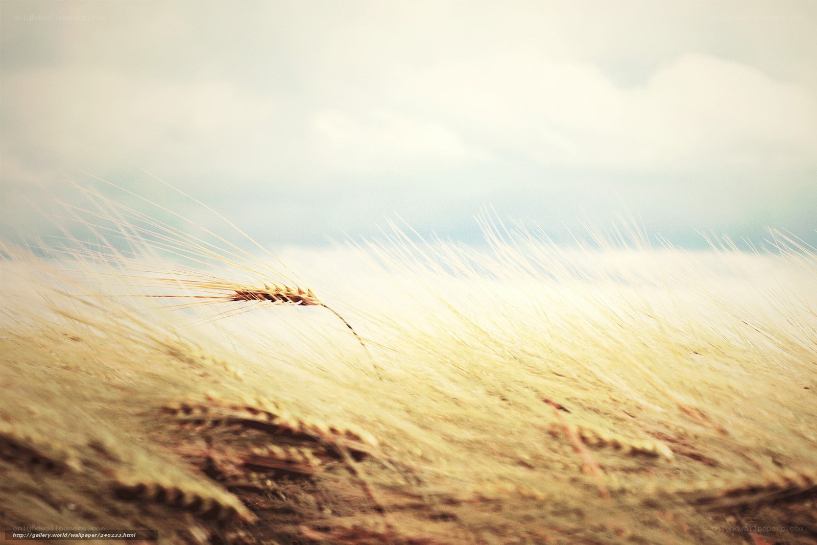 Golden Wheat Field