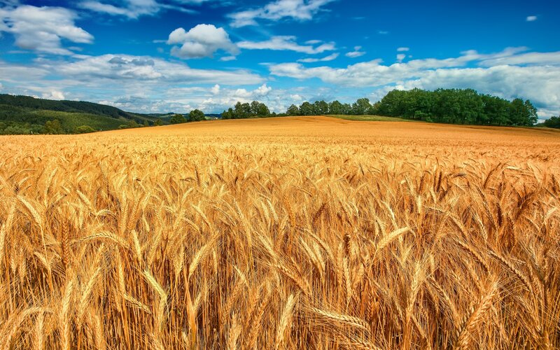 Golden Wheat Field — Afternoon, Green