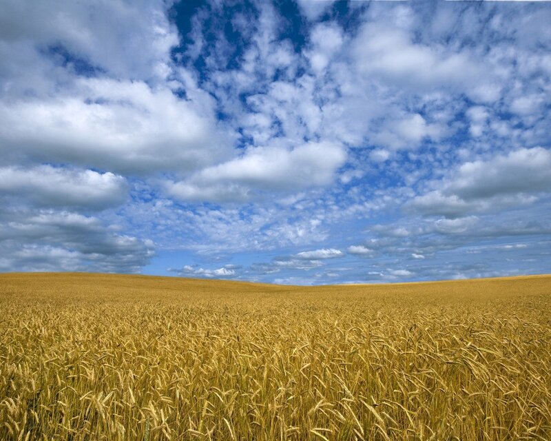 Golden Wheat Field — Afternoon, Hills