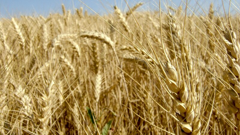 Golden Wheat Field — Afternoon, Sunlight