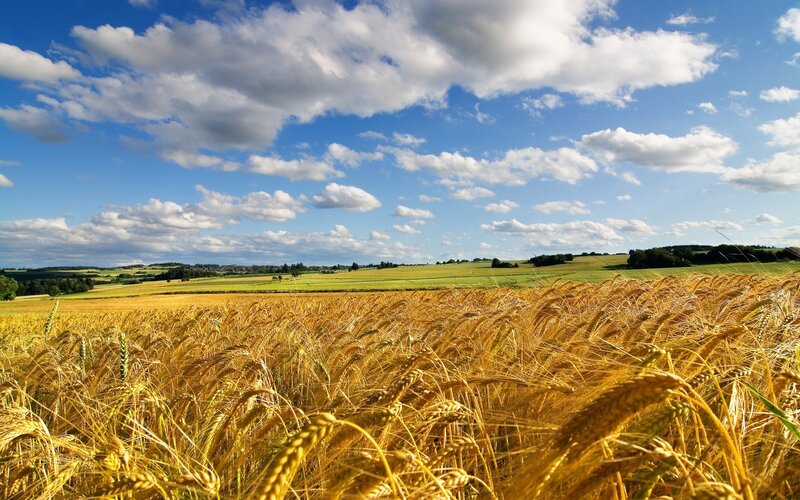 Golden Wheat Field — Afternoon, Trees