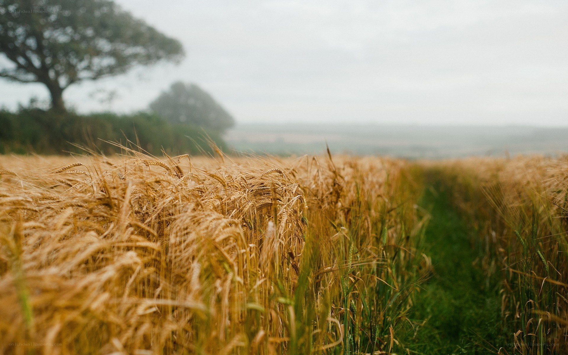 Golden wheat field at dawn