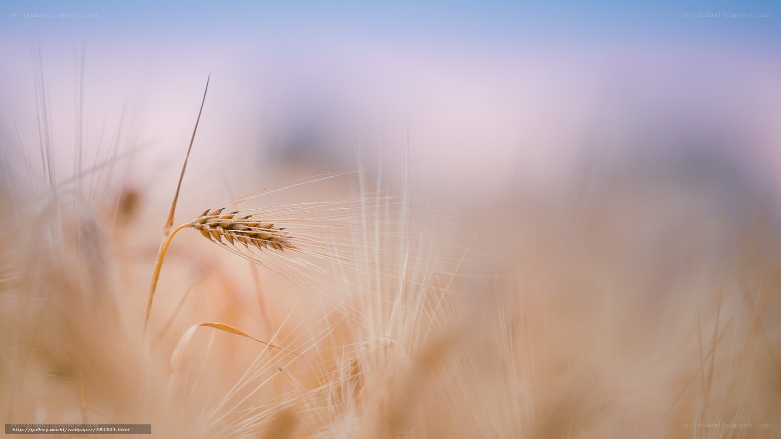 Golden wheat field at dawn