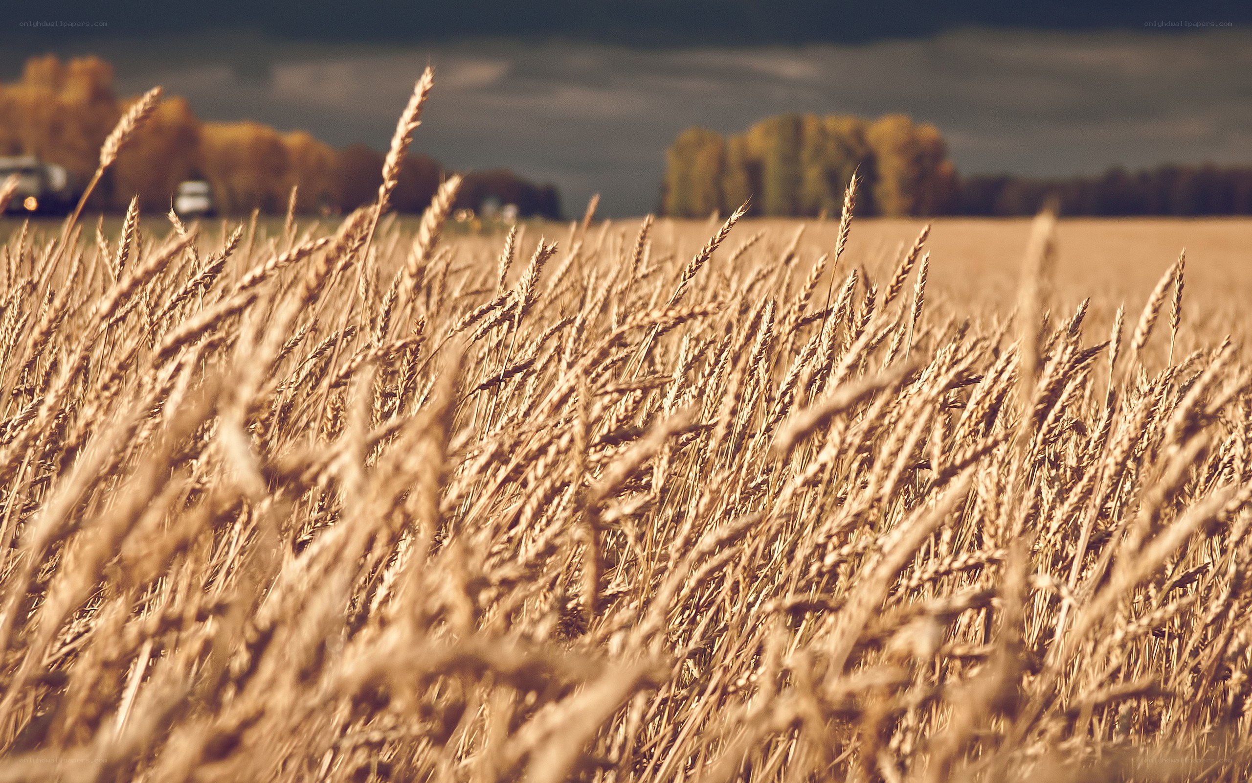 Golden wheat field at dusk