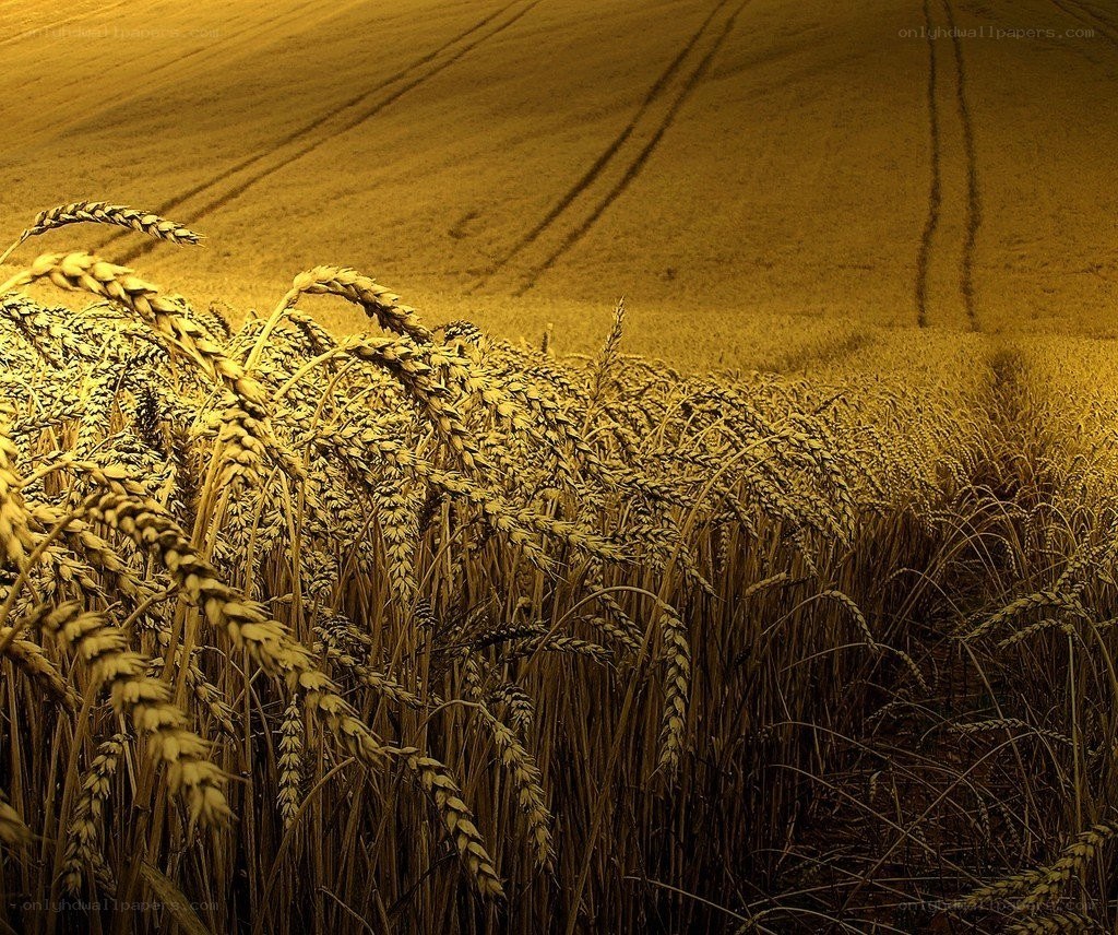 Golden wheat field at dusk