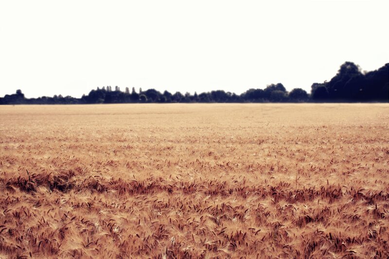 Golden wheat field at harvest