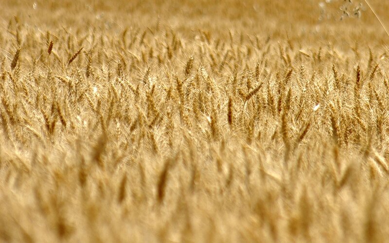Golden wheat field at harvest
