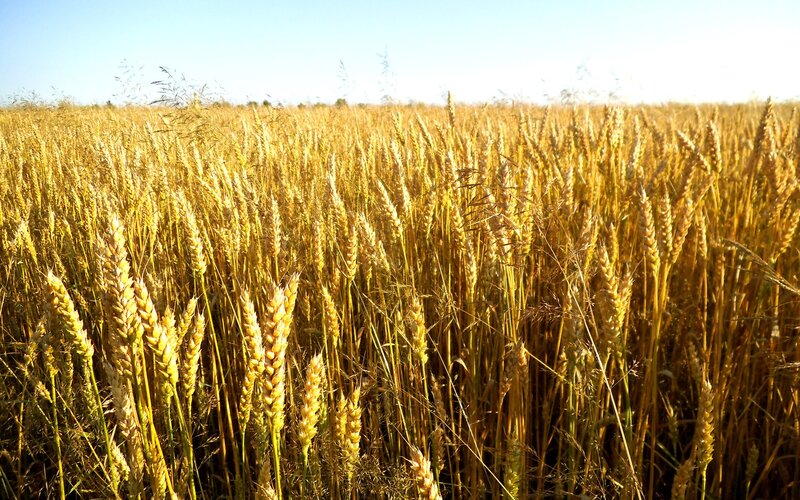Golden wheat field at harvest