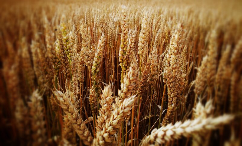 Golden wheat field at harvest