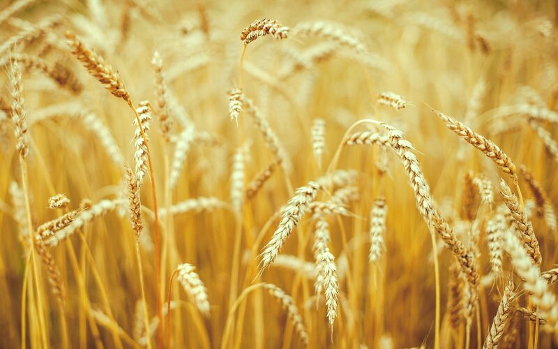 Golden wheat field at harvest