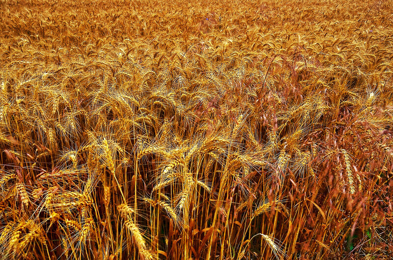 Golden wheat field at harvest