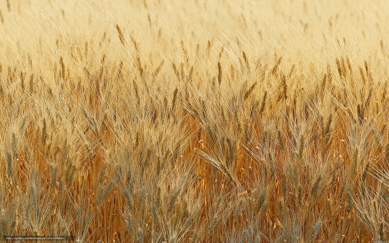Golden wheat field at harvest