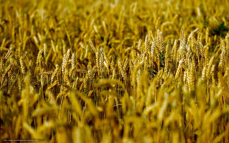 Golden wheat field at harvest