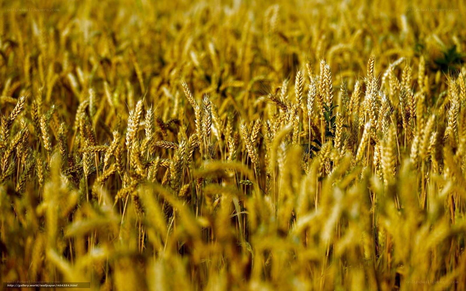 Golden wheat field at harvest