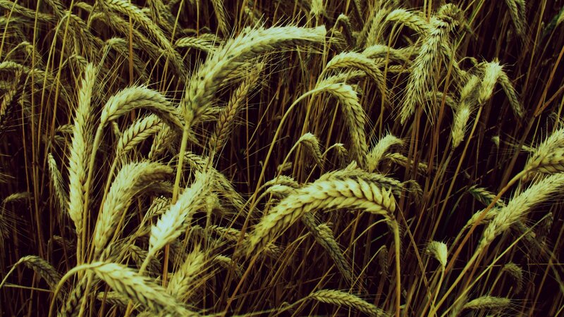 Golden wheat field at harvest