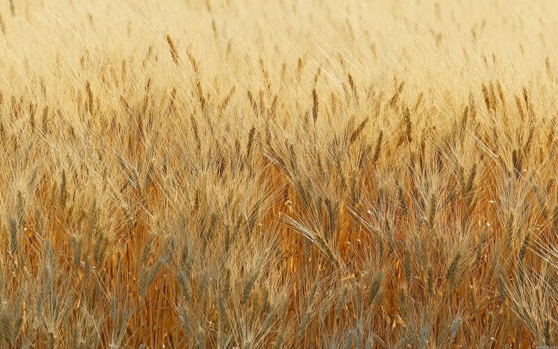 Golden wheat field at harvest