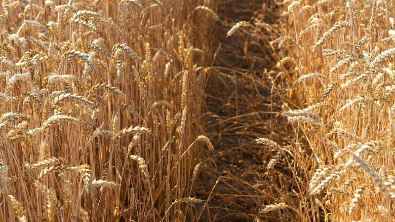 Golden wheat field at harvest