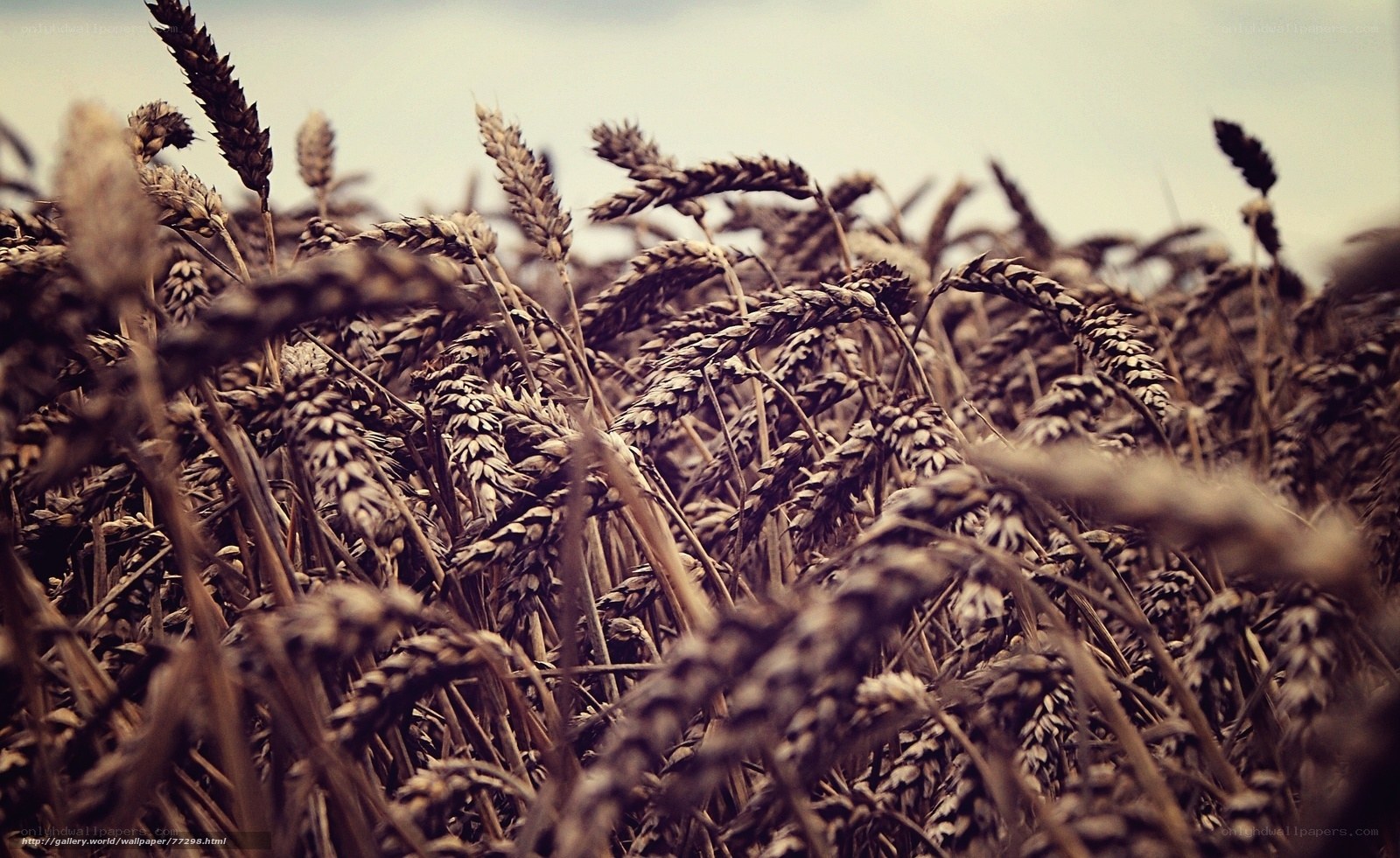 Golden wheat field at harvest