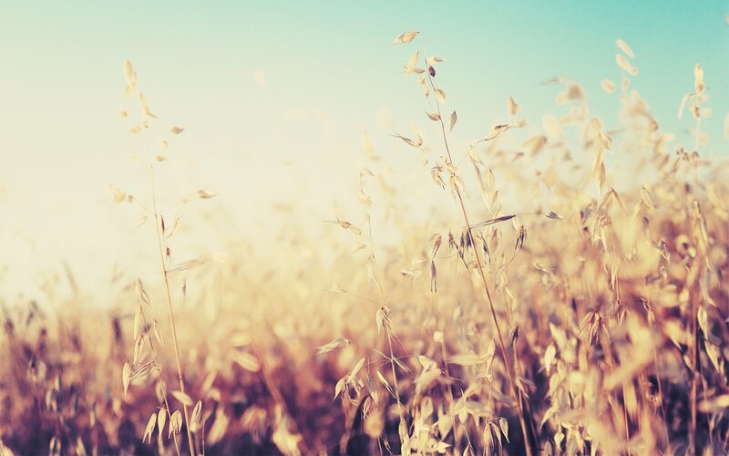 golden wheat field at sunrise