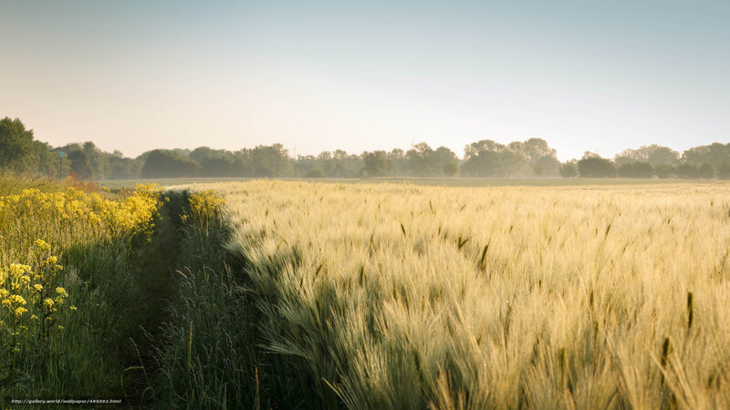Golden wheat field at sunrise