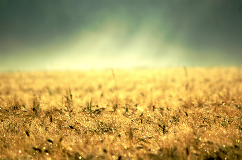 golden wheat field at sunrise