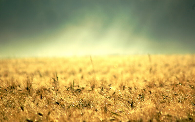 Golden wheat field at sunrise