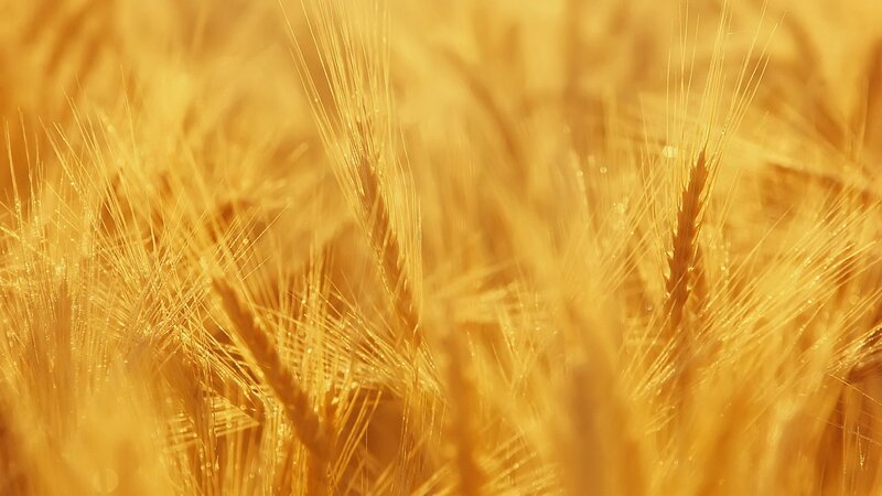 golden wheat field at sunrise