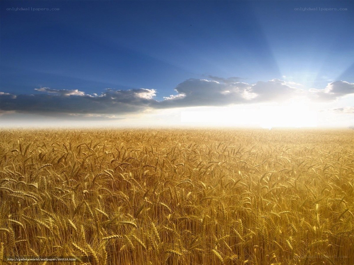 Golden wheat field at sunrise