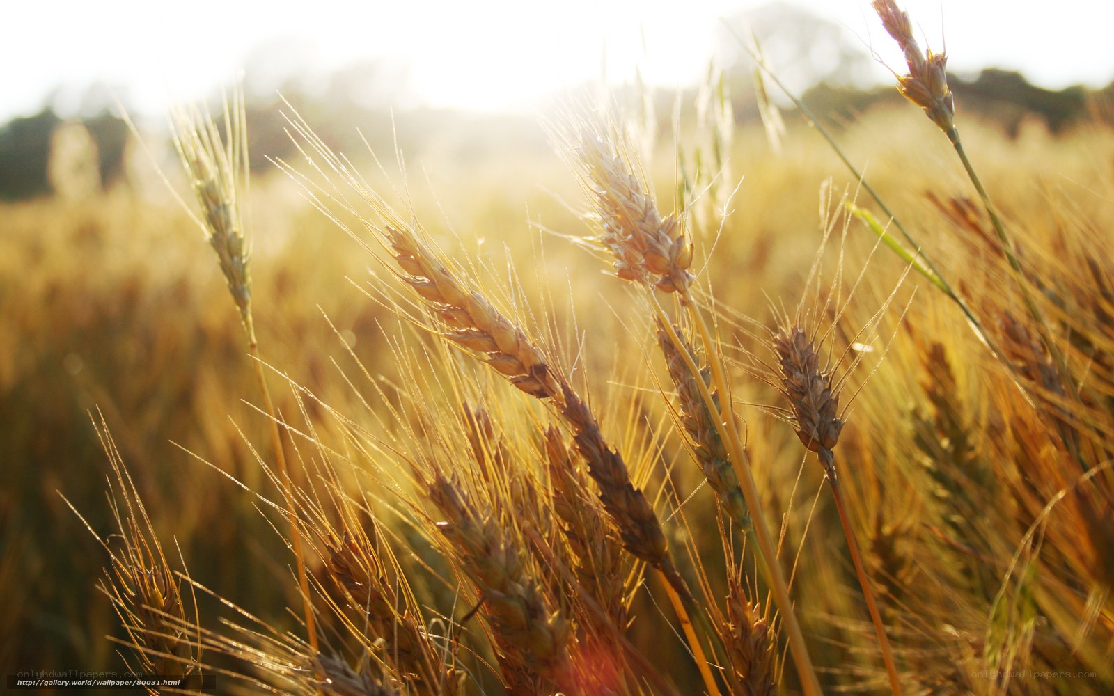 Golden wheat field at sunset