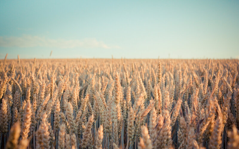 Golden wheat field at sunset